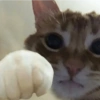 Gatitos Pa' ti & Pa' mi 7