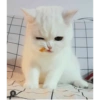 Gatitos 1 14