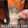 NGGAK MAU AHH