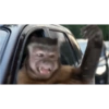 Monos 5