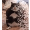 Gatitos Llorando 😭 18