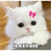 Michitos para enviar 😺💘🤭 11