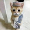 Gatitos. | @ocenferios  Haki. 5