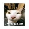 Kucing jomok 20