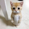 Gatitos. | @ocenferios  Haki. 11