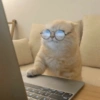 🐱Gatitos🐱 11