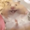 Hamster Fofo Reações 🐹 18