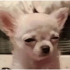 Dogs. | @ocenferios  Haki. 6