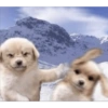 🐶•🐈Parejitas🐈•🐶 6