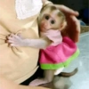 Macacos 8