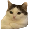 Cinamonroll 15
