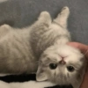 GATOS CURA DEPRESIÓN😹😳 5