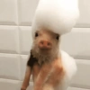 Porquinho Fofo Reações 🐷 6