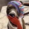 www