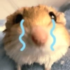 Hamster 🐹 18