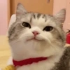 GATOS CURA DEPRESIÓN😹😳 8