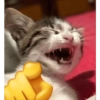 Kucing imut 2 14