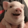 Porquinho Fofo Reações 🐷 10