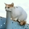 Gato julgando