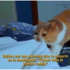 Gatitos para pareja 21