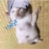 Gatos 7