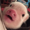 Porquinho Fofo Reações 🐷 5