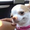 Cachorrinhos e memes 11