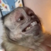 Chico meme  10