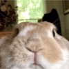 Coelho Fofo Reações 🐰 15