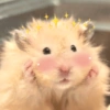 Hamster 🐹 17