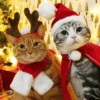 😻Gatitos Navideños🎄 7