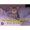 Gatitos para pareja 26