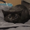 GATOS CURA DEPRESIÓN😹😳 6