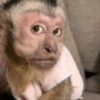 MACAQUINHOS 🙊🙉🙈 9