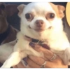 Animales Pa' ti  6