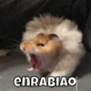 enRABIAO
