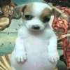 Dogs. | @ocenferios  Haki. 8