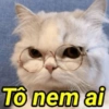 Gatinhos desconfiados 15
