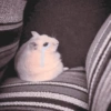 Hamster 🐹 8