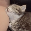 Gatitos V4 16