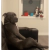 Suspicious doggies 9