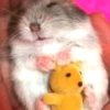 Hamster 🐹 13