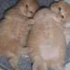 Gatitos V4 14