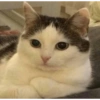 RANDOM DE GATITOS😳😂 6