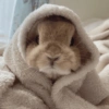 Coelho Fofo Reações 🐰 9