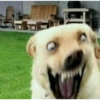 Cachorrinhos e memes 10