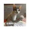 KUCING GEMOYY 10