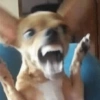 Dogs engraçados  14