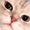 Gatitos para Mandar! 🐈‍⬛ 13