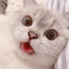 Mood de gatitos 🐱❤️ 7